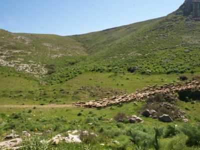 Arriviamo dunque nel territorio di Poggiorsini, rimanendo ammutoliti dal silenzioso e verde fascino di questa zona caratterizzata da colline verdi e pietrose al tempo stesso. Scendiamo dalla nostra auto proprio mentre un�arcaica processione di pecore sta percorrendo uno stretto sentiero rurale